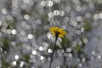 Gelbe Blume im Gegenlicht