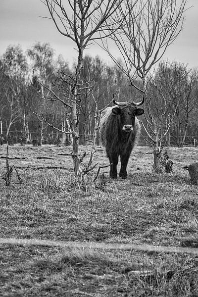 Highland cattle on a meadow, in black and white by Martin Köbsch