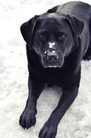 Schnee auf der Nase schwarzer Labrador