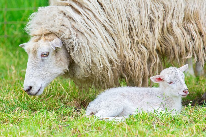 Close up long-haired white sheep with newborn lamb in the spring by Ben Schonewille