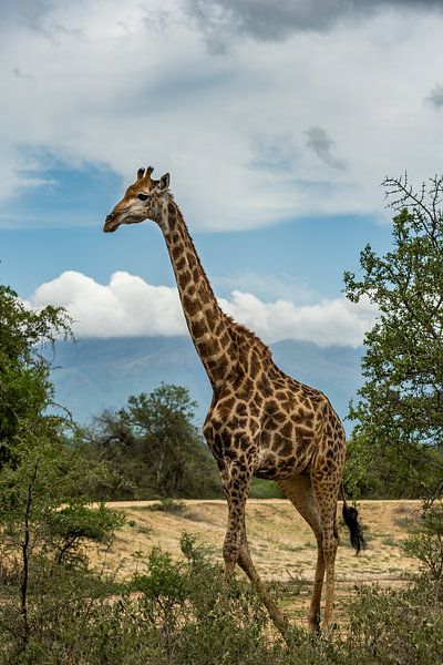 Giraffe in Südafrika von Paula Romein