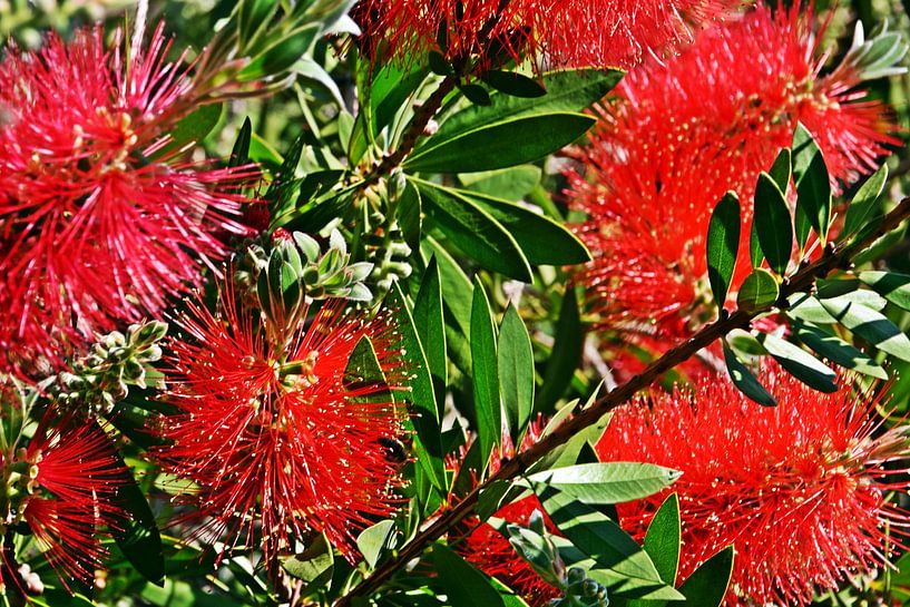 red bottlebrush flowers in my garden by Werner Lehmann