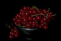 Groseilles du jardin