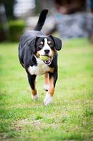 Miko, onze -jarige Entlebucher Sennenhond