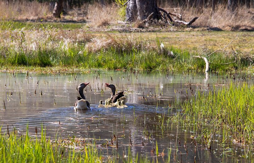 Greylag goose with young by Ton Tolboom