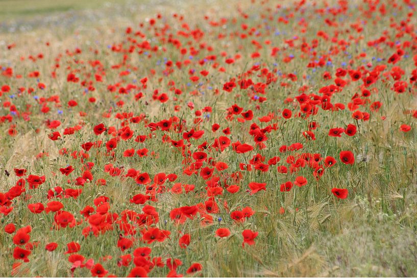 Beaucoup de coquelicots par Yvonne Blokland