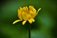 Le réveil du printemps