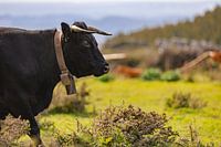 Der Wächter des Nordens - Portugal im Frühling