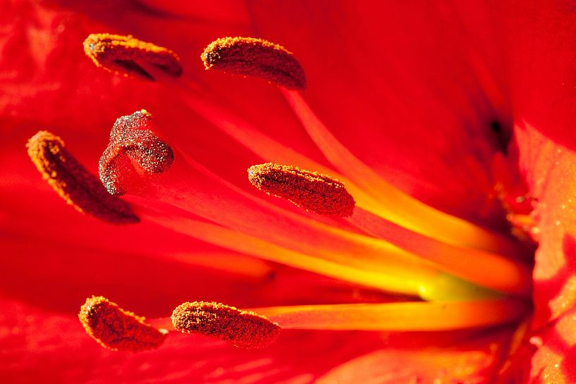 Lys rouge par Studio voor Beeld