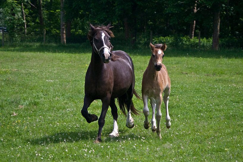 Galopperende paarden von foto-fantasie foto-fantasie