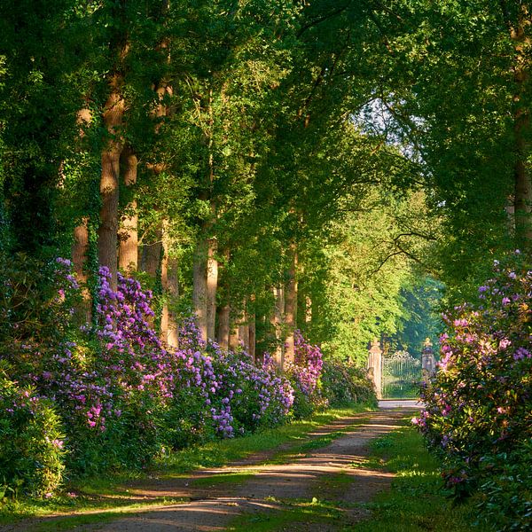 Rhododendron in einem Schlossgarten von Jenco van Zalk