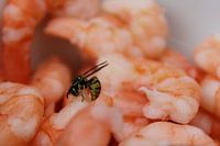 Wespen und Shrimps