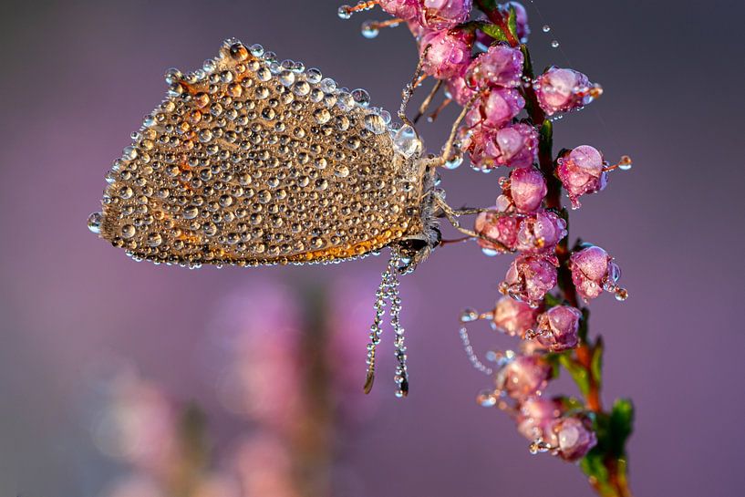 Kleine vuurvlinder met dauwdruppels van Bastian Boogaard