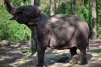 aziatische olifant aan het eten