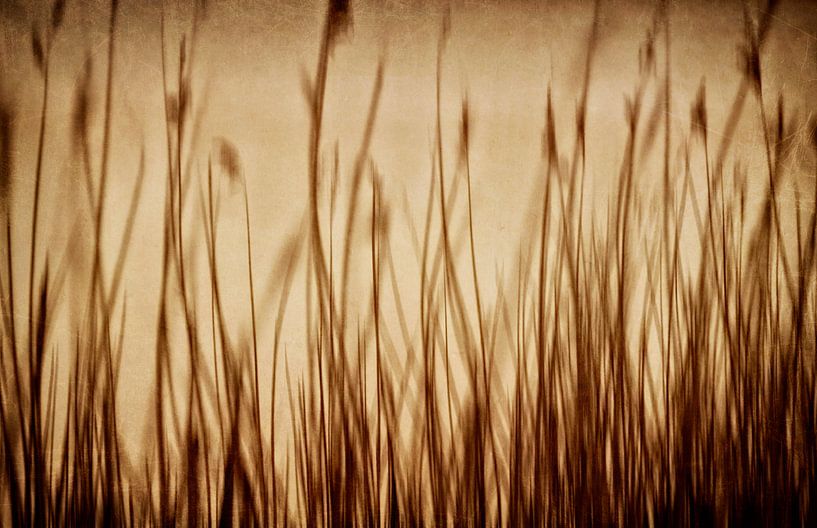 Silent dancers by Claudia Moeckel