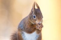 Ecureuil avec un joli fond de bokeh