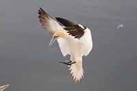 Jan van Gent ontmoet partner.