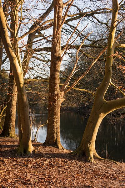 old trees near the water by ChrisWillemsen