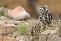 Little owl on old wall with clog