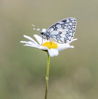 Dambord Schmetterling sitzend auf einem Gänseblümchen