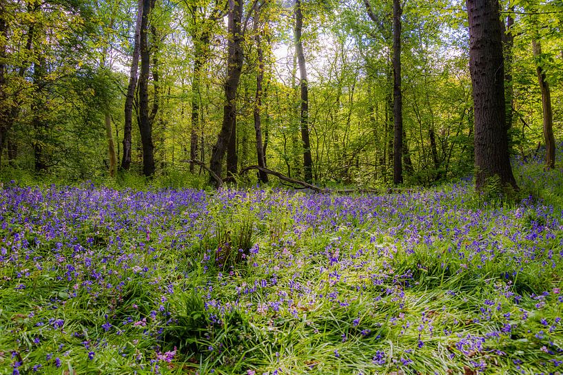 Wildrijk par STYJL Fotografie