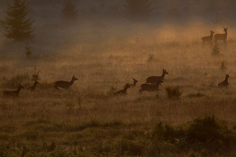 bram du cerf in the morning fog par Peter Karels