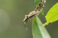Eyelash palm pitviper sticks out tongue