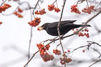 Amsel beim fressen