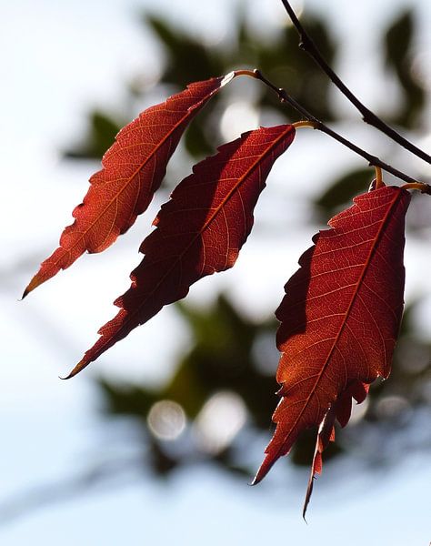 Herfst 1 van Jonathan Kremer