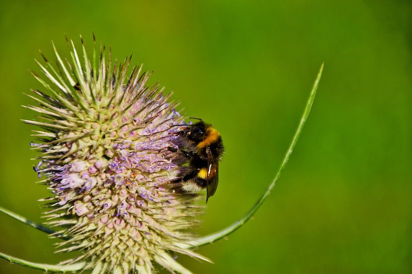 Earth Bumblebee on Golden Globe by Fendo Pater