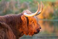Un highlander écossais prend un bain