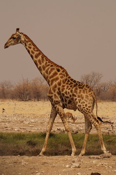Giraffe op de steppe par Erna Haarsma-Hoogterp