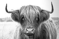 portrait de highlander écossais en noir et blanc