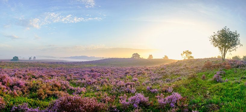 Lever de soleil sur le panorama de la lande fleurie par Sjoerd van der Wal Photographie