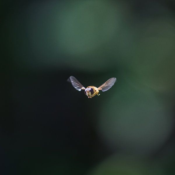 Bij in volle vlucht met donkere achtergrond by Harrie Muis