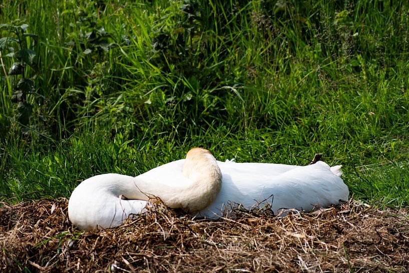 Das Grübeln von Truckpowerr