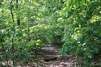 Rustikale Ruhe im Wald