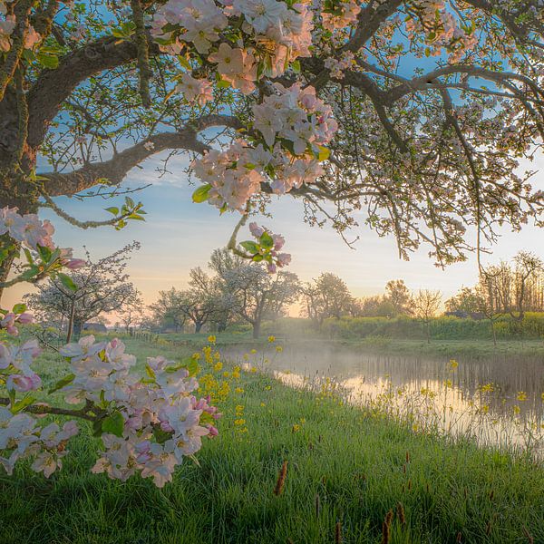 Arbeiten auf dem Groeneweg bei Sonnenaufgang von Denise Nijs-Meerdink