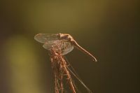 Libel op dode tak met tegenlicht