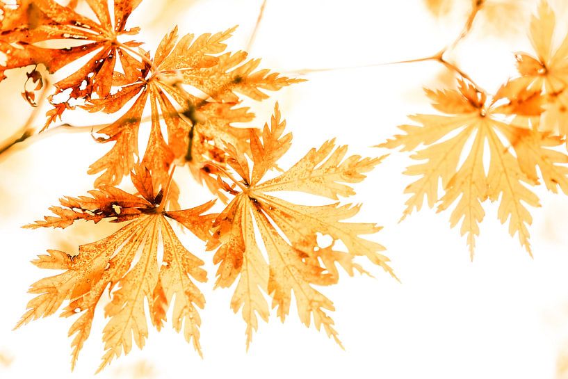 Gold Leafing by Cho Tang