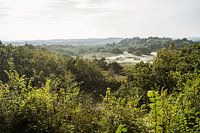 Dune forest in soft light