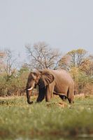 Male Elephant Feeding in the Okavango Delta