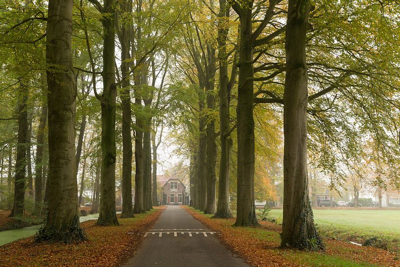 Spanderswoud op een mistige herfstdag par Marijke van Eijkeren