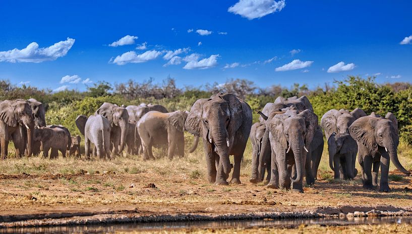 Troupeau d'éléphants, Etosha Namibie par WiWo