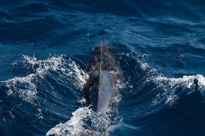 Delphin von Martijn Grimme