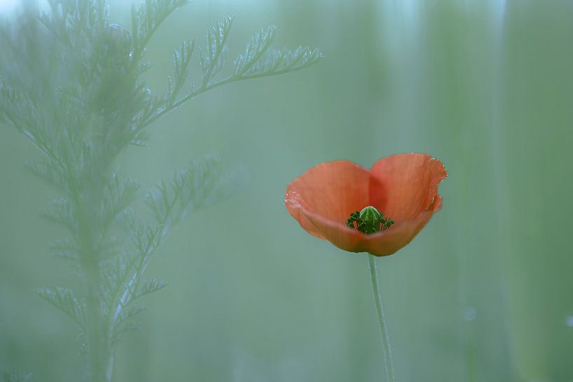 Leersumer Feld Teil 34 von Tania Perneel
