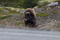 Bœuf musqué dans le Dovrefjell - force primaire de la nature sauvage norvégienne
