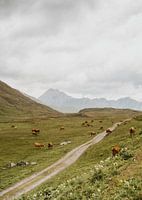 Des vaches dans les montagnes suisses