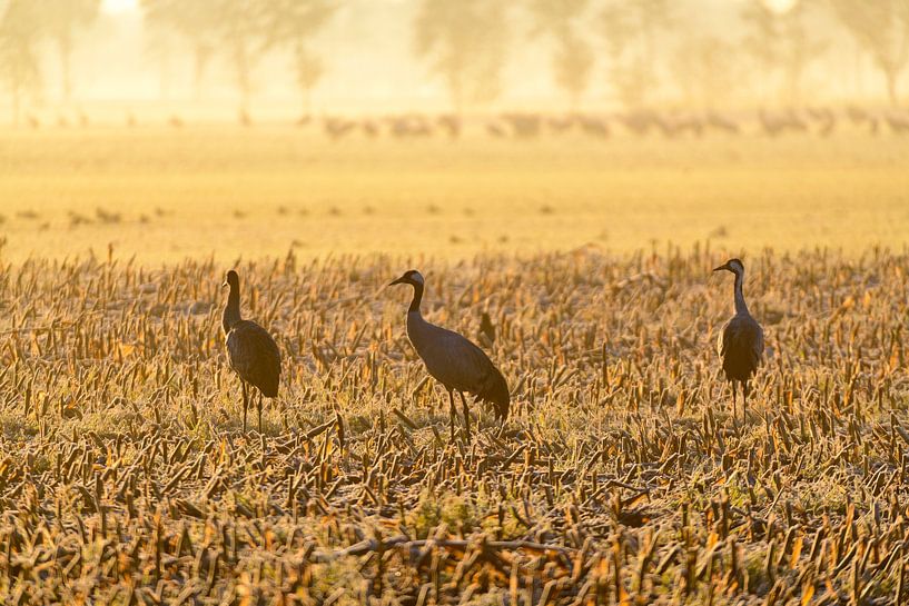 Crane birds during an early autumn sunrise by Sjoerd van der Wal Photography