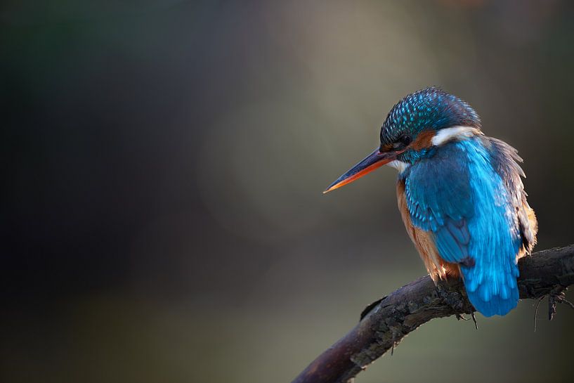 Eisvogel von Eisvogel.land - Corné van Oosterhout